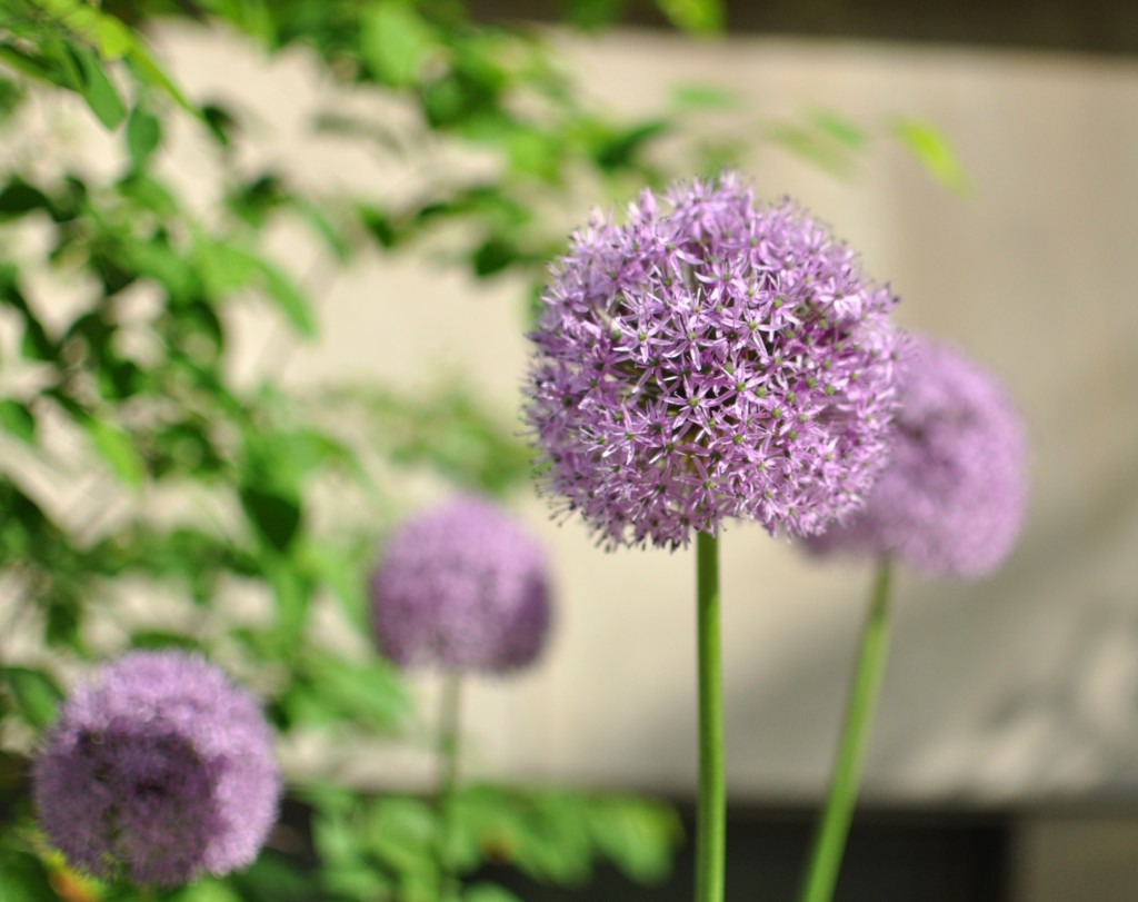 alliums